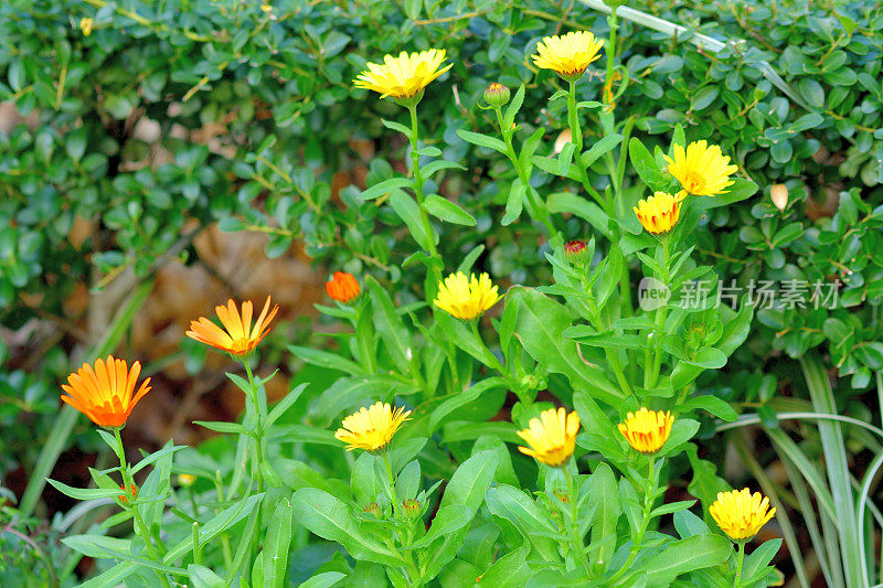 骨植物花/非洲雏菊/南非雏菊:杂种